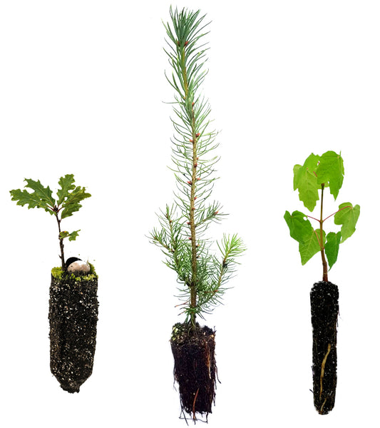 Plant a tree at Rêvette du Val